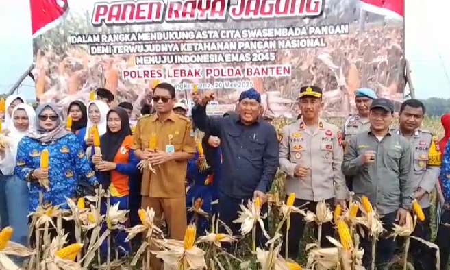 Swasembada Pangan , Pertanian Komoditas Jagung di Lebak Kini Mulai Panen Raya Swasembada Pangan , Pertanian Komoditas Jagung di Lebak Kini Mulai Panen Raya