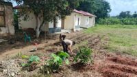 Dukung Swasembada Pangan, Polsek Cikulur Polres Lebak Manfaatkan Lahan Untuk Pertanian Jagung