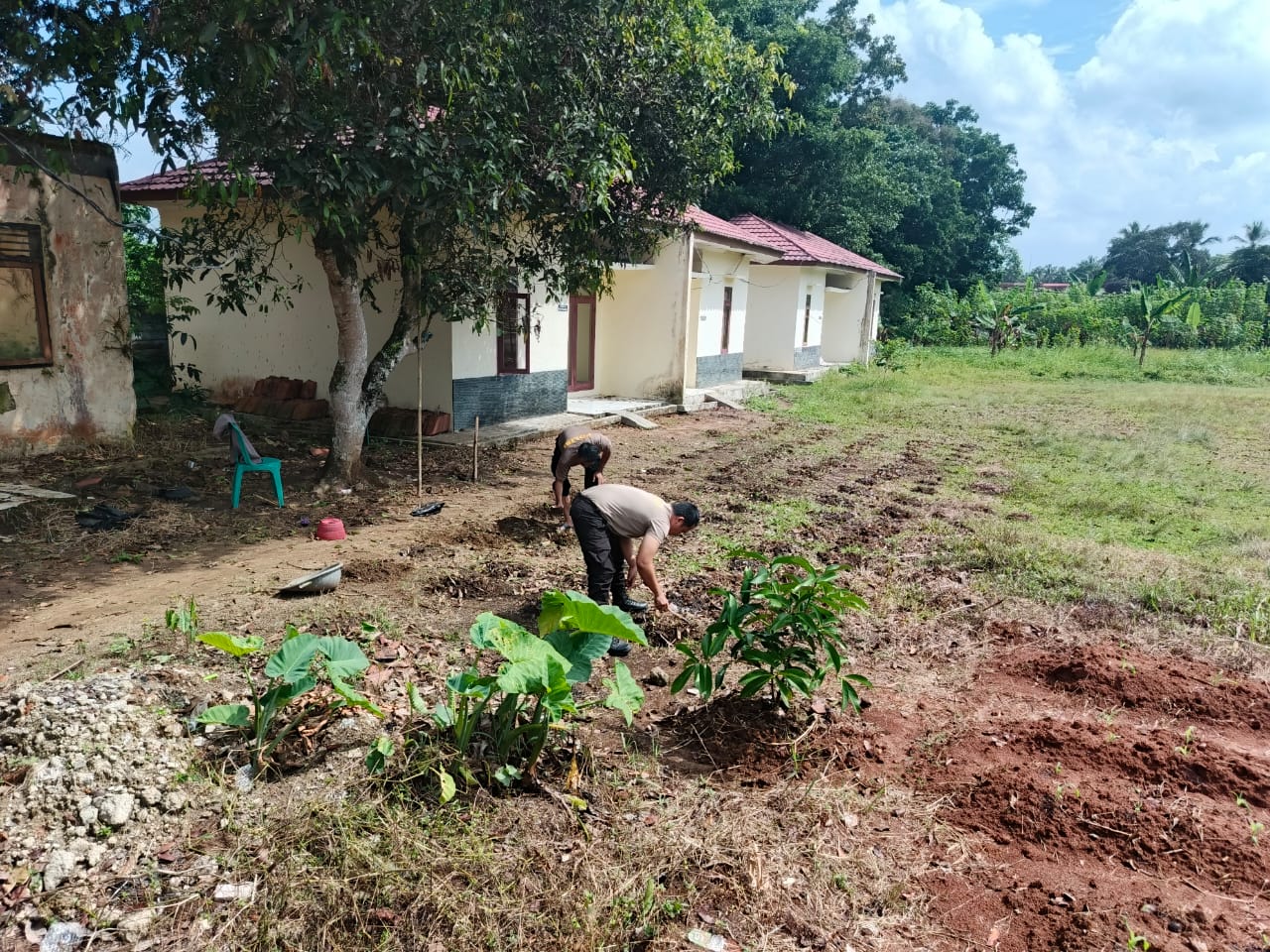Dukung Swasembada Pangan, Polsek Cikulur Polres Lebak Manfaatkan Lahan Untuk Pertanian Jagung Dukung Swasembada Pangan, Polsek Cikulur Polres Lebak Manfaatkan Lahan Untuk Pertanian Jagung