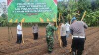 Koramil 0602-09/Cikeusal Dukung Penanaman Jagung Serentak Di Lahan Perhutanan Sosial