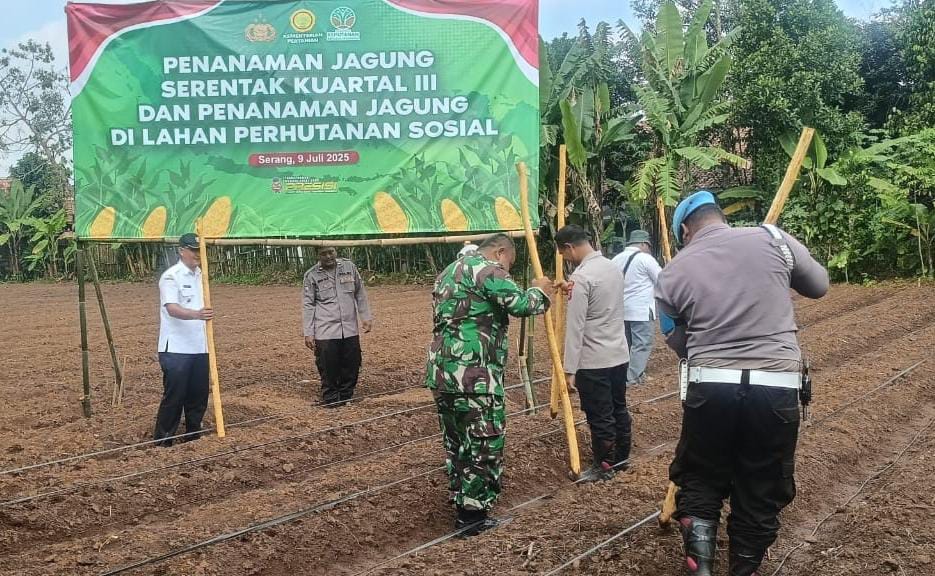 Koramil 0602-09/Cikeusal Dukung Penanaman Jagung Serentak Di Lahan Perhutanan Sosial Koramil 0602-09/Cikeusal Dukung Penanaman Jagung Serentak Di Lahan Perhutanan Sosial