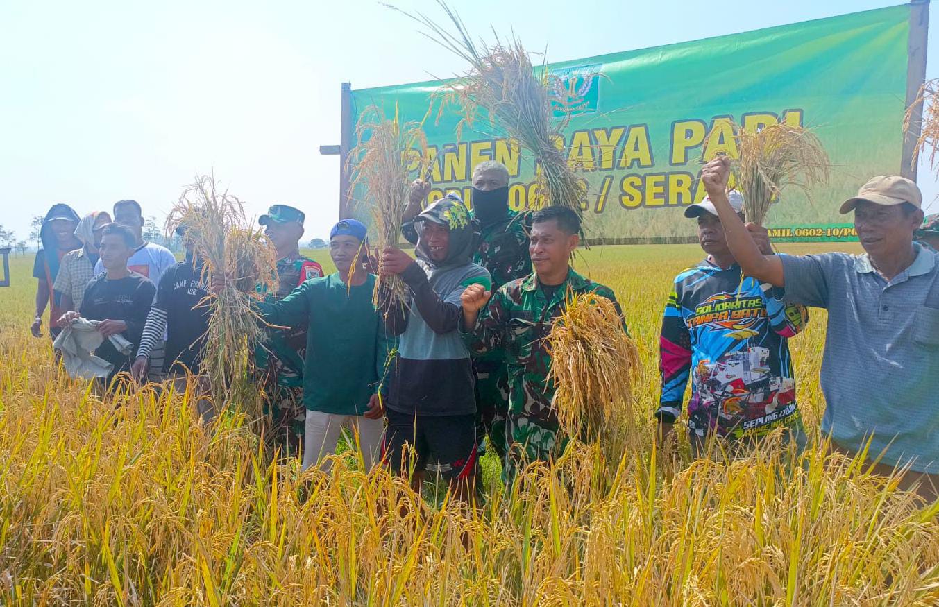 Danramil 0602-10/Pontang Bersama Gapoktan Ratu Tani Sukses Panen Padi Di Desa Kebon Ratu Danramil 0602-10/Pontang Bersama Gapoktan Ratu Tani Sukses Panen Padi Di Desa Kebon Ratu