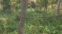 Diduga oknum pegawai pln cihara asal pasang kabel listri sehingga berhamparan di tanah