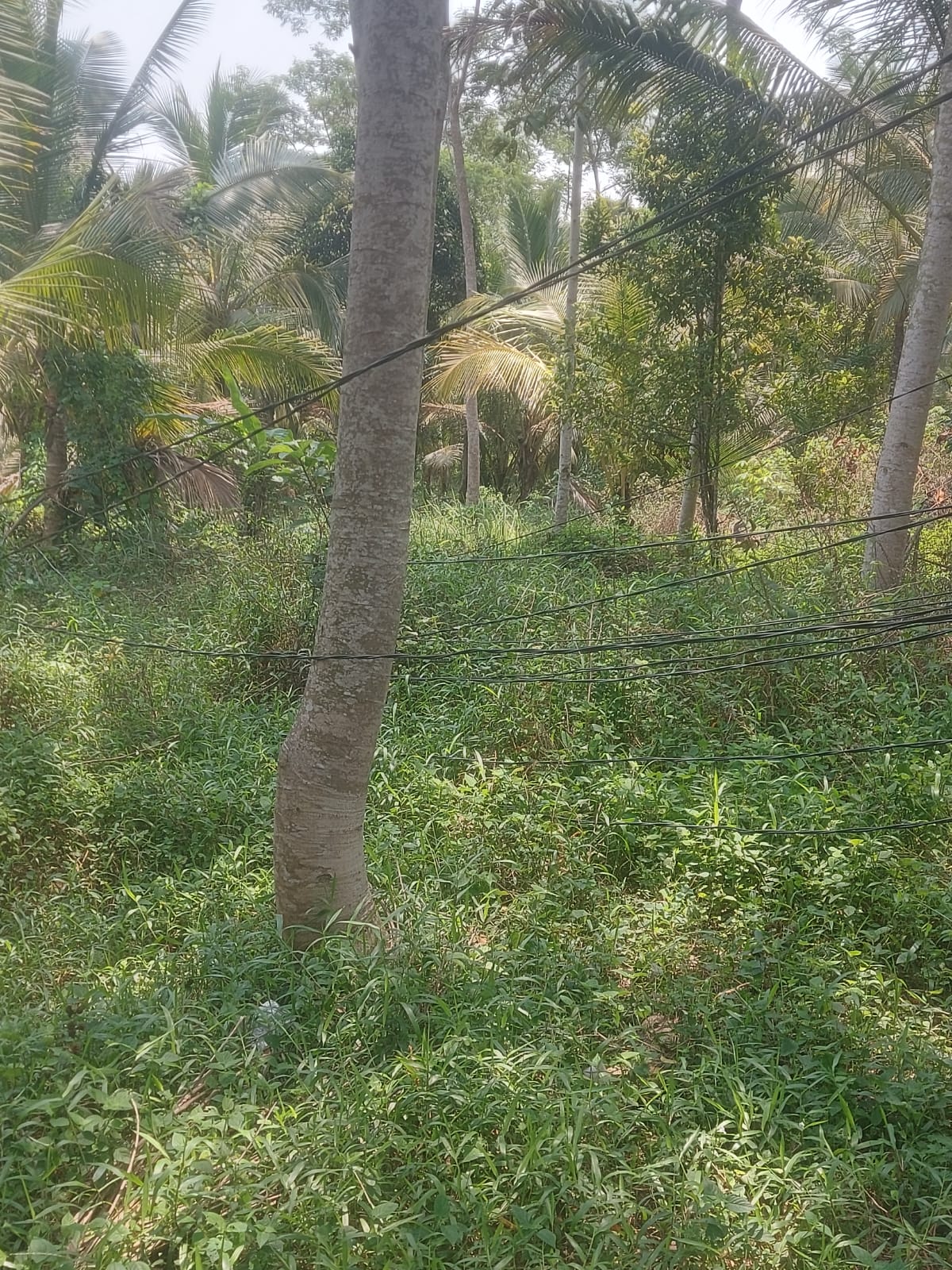 Diduga oknum pegawai pln cihara asal pasang kabel listri sehingga berhamparan di tanah Diduga oknum pegawai pln cihara asal pasang kabel listri sehingga berhamparan di tanah
