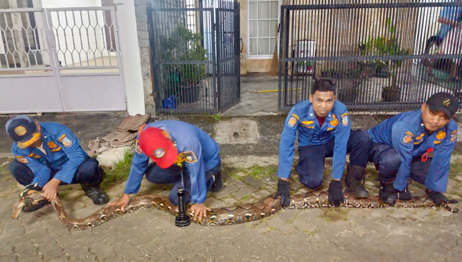Petugas Damkar Tangsel Berhasil Evakuasi Dua Ular Sanca dari Permukiman Warga