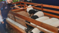 UPZ IKA Unpad Tebar Daging Domba Premium Untuk Masyarakat Di Momentum Idul Adha