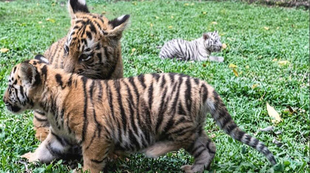 Taman Safari Prigen Perkenalkan Empat Anak Harimau Sumatra, Perkuat Upaya Konservasi Spesies Terancam Punah