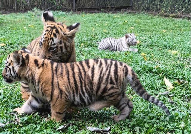 Taman Safari Prigen Perkenalkan Empat Anak Harimau Sumatra, Perkuat Upaya Konservasi Spesies Terancam Punah