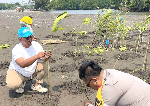 Kalung Tanam Ribuan Mangrove di Desa Muara, Perkuat Perlindungan Pesisir Utara Tangerang