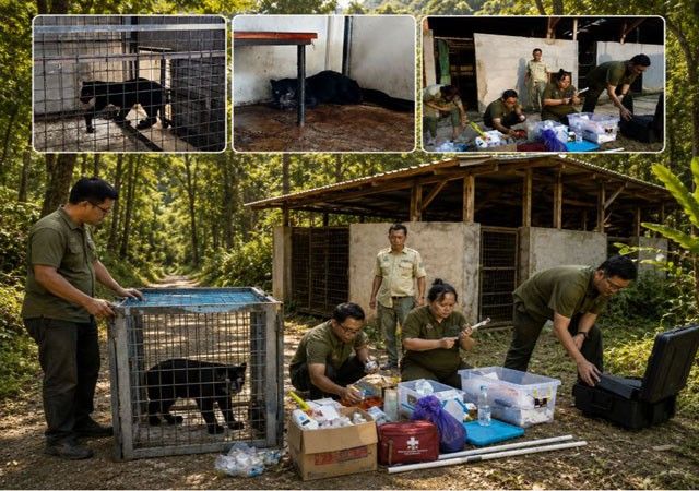 Macan Kumbang Masuk Permukiman Warga Batang, BKSDA dan TSI Lakukan Evakuasi Macan Kumbang Masuk Permukiman Warga Batang, BKSDA dan TSI Lakukan Evakuasi