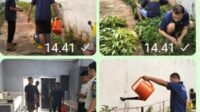 Rawat Tanaman, Panen Hasil Budidaya, Lapas Kalianda Dorong Kemandirian WBP
