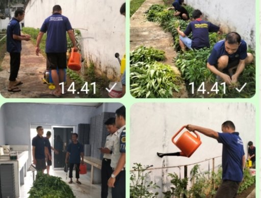 Rawat Tanaman, Panen Hasil Budidaya, Lapas Kalianda Dorong Kemandirian WBP