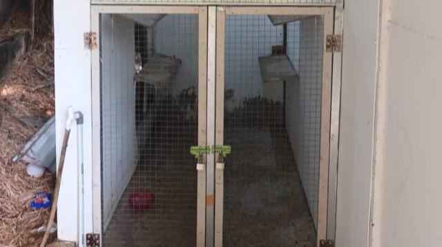 Beredar Isu Kucing Diracun di BSD, Pengurus Cluster Taman Giri Loka Bantah dan Sebut Hoaks