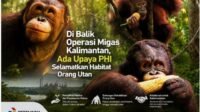 PHI Perkuat Konservasi Orang Utan di Kalimantan, Rehabilitasi Satwa dan Pemulihan Habitat Jadi Fokus