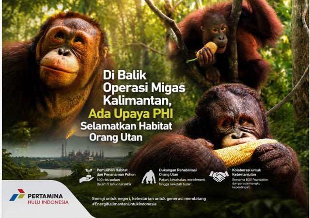 PHI Perkuat Konservasi Orang Utan di Kalimantan, Rehabilitasi Satwa dan Pemulihan Habitat Jadi Fokus PHI Perkuat Konservasi Orang Utan di Kalimantan, Rehabilitasi Satwa dan Pemulihan Habitat Jadi Fokus
