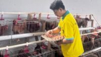 Lapas Kalianda Kembangkan Peternakan Ayam Petelur sebagai Sarana Pembinaan Kemandirian Warga Binaan