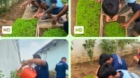Melalui Pembibitan Pakcoy Lapas Kalianda Dukung Program Percepatan Aksi Kemenimipas