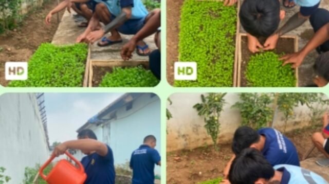 Melalui Pembibitan Pakcoy Lapas Kalianda Dukung Program Percepatan Aksi Kemenimipas