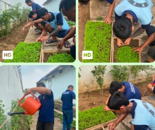 Melalui Pembibitan Pakcoy Lapas Kalianda Dukung Program Percepatan Aksi Kemenimipas Melalui Pembibitan Pakcoy Lapas Kalianda Dukung Program Percepatan Aksi Kemenimipas