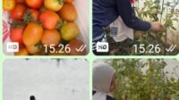 Panen Tomat di Lapas Kalianda, Warga Binaan Kembangkan Keterampilan dan Kemandirian Pertanian Panen Tomat di Lapas Kalianda, Warga Binaan Kembangkan Keterampilan dan Kemandirian Pertanian